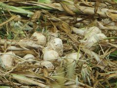 Allium sativum Linné, 1753 GorBak 180605 14097.jpg