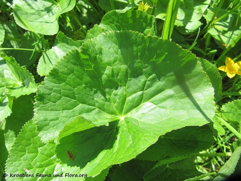 Datei:Caltha palustris Linné, 1753 KulMoo 170515 7768.jpg