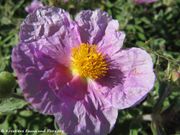 Graubehaarte Zistrose, rdeči brškin. Fundort: Vir 05/2013, Heilpflanze, Essbare Pflanze