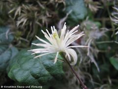 Niederösterreich - Dürnstein 10/2015