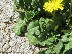 Blätter, Vir 03/2018