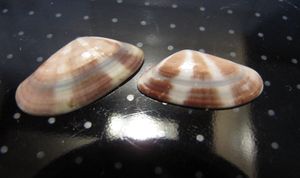 DonVen Vir 111118 01.jpg