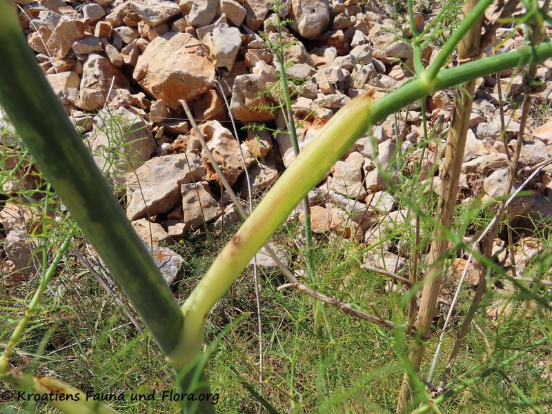 Datei:Foeniculum vulgare Miller, 1768, Vir 200607 882.JPG