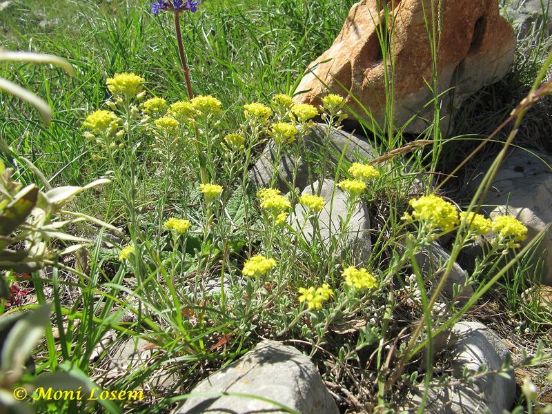 Datei:Helichrysum italicum (Roth) Don, 1830 Vir 130514 1705.jpg