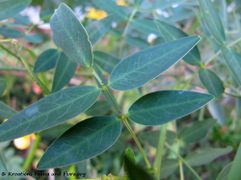 Blatt, Zadar 10/2016