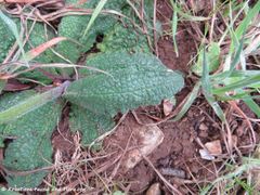 Basale Rosette, Zapužane 04/2018