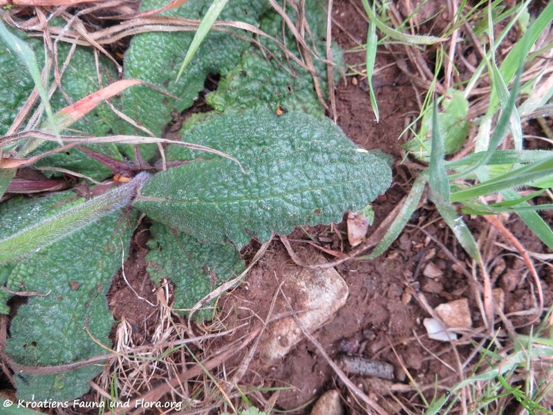 Datei:Verbascum phoeniceum Linné, 1753 Zapuž 180418 12198.jpg
