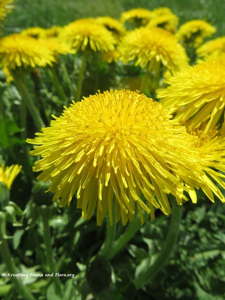 Datei:180427 12799Tarax off.jpg