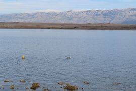 01. Februar 2025 - Scheu wie ein Reh