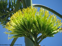 Agave americana Linné, 1753 SvPe 170711 9412.jpg