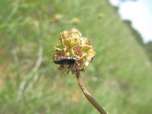 Agr con Vir 120520 248.JPG