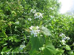 Neustadt an der Waldnaab 05/2017