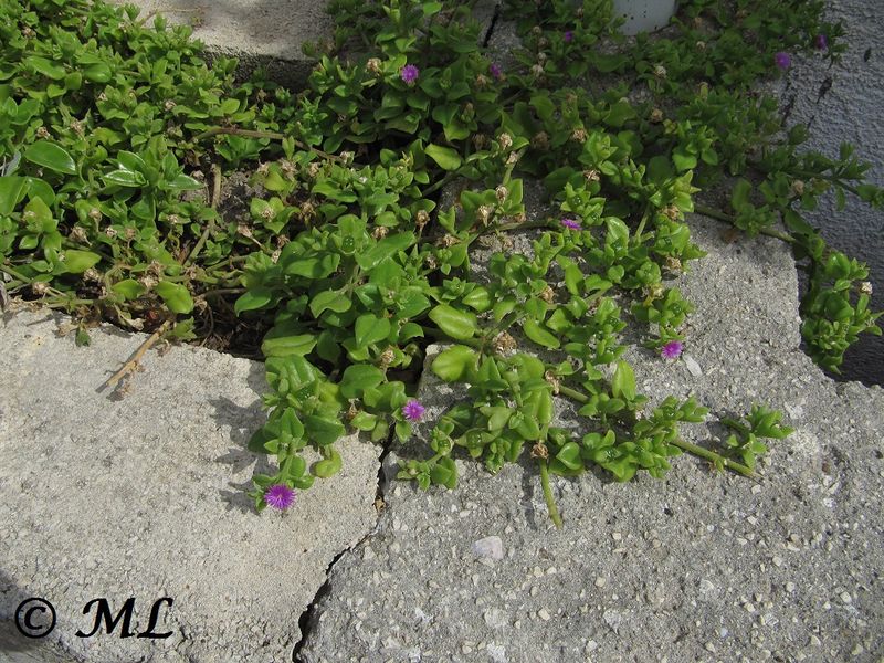 Datei:Aptenia cordifolia Linné, 1753 Vir 110906 14.jpg
