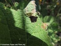 Carcharodus alceae Vir 230624 4090.JPG