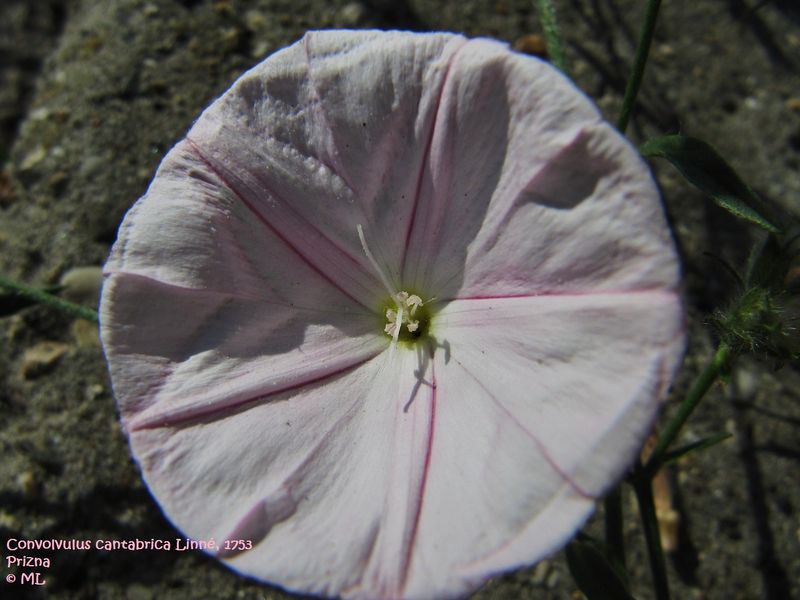 Datei:Convolvulus cantabrica Linné, 1753, Prizna 120504 112.jpg