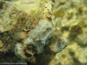 Dysidea fragilis Montagu, 1818, Fundort: Vir 09/2012, Meerestier