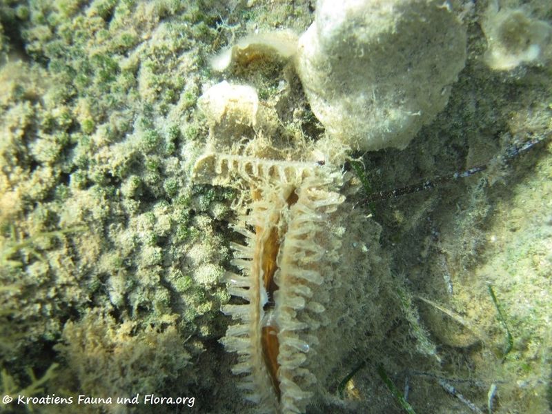 Datei:Pinna nobilis Linné, 1758, Vir 120909 2076.jpg