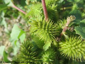 XanthItal Fru Sab 191001 1672.jpg