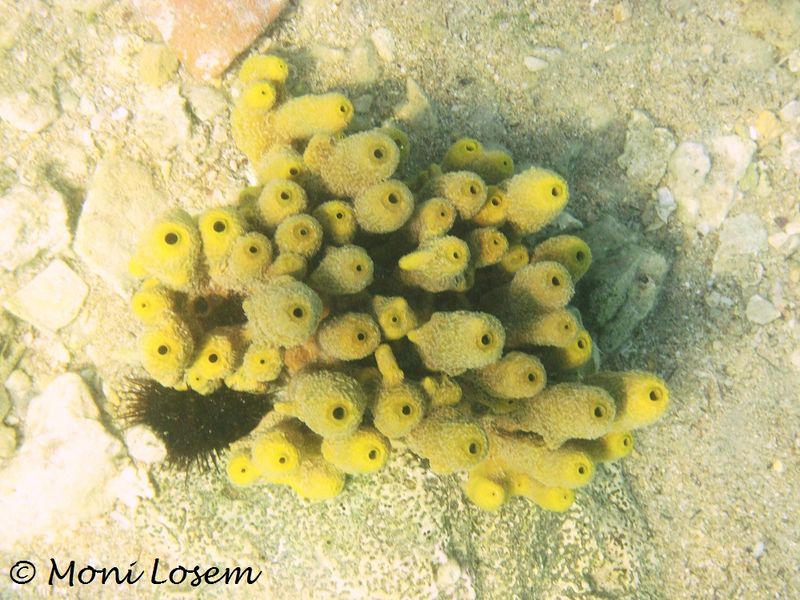 Datei:AplNar Vir 120909 2048.jpg