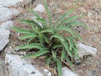 Asplenium ceterach hab 2000.jpg