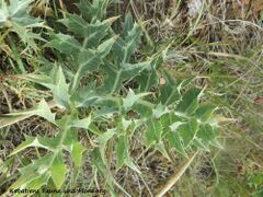 Blatt der Grundrosette, Otok Vir 08/2018