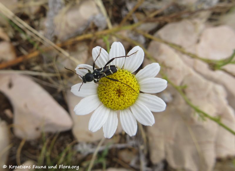 Datei:Clytus rhamni Germar, 1817 Obro 180610 14060.jpg