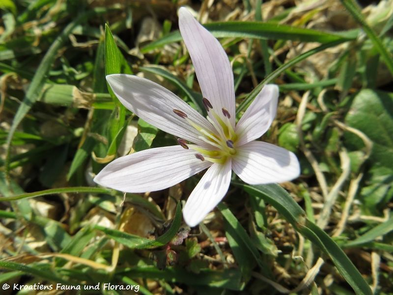 Datei:Colchicum cupanii Gussone, 1827 Vir 130210 0264.jpg