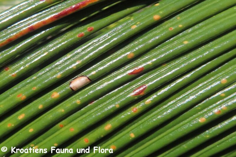 Datei:Cycas revoluta Thunberg, 1784 Zat 240607 8061.JPG