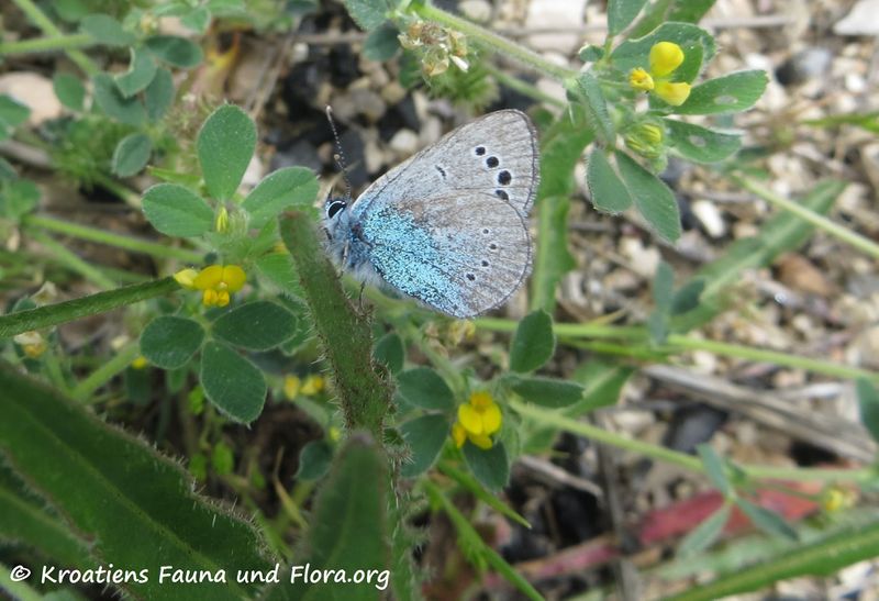 Datei:Glaucopsyche alexis Poda, 1761 Vir 170509 7471 d.jpg