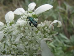 ♂ auf Orlaya grandiflora (L.) Hoffman, 1814 - Strahlen-Breitsame, velecvjetna moračina, Senj 05/2013