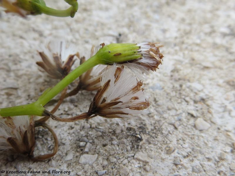 Datei:Senecio angulatus Linné f., 1782 Vir 200125 137.JPG