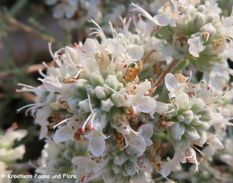 Datei:Teucrium capitatum Vir 230616 4057 D.JPG