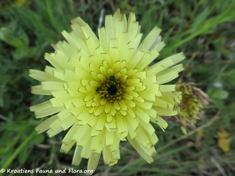 Datei:Urospermum dalechampii (L.) Schmidt, 1795 Vir 200512 648 k.jpg
