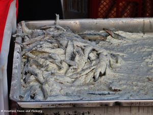 6 190718 1260 Papaline.jpg