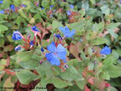 Blütenstand, Zaton 08/2022