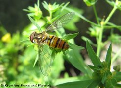 ♀ auf Euphorbia exigua Linné, 1753 - Kleine Wolfsmilch, mala mlječika,Thalmassing 07/2012