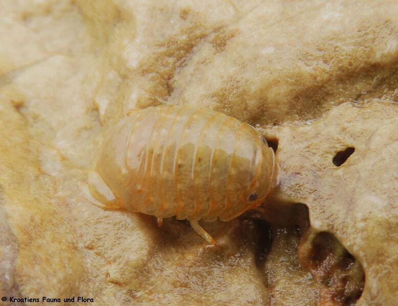 Datei:Sphaeroma serratum J. C. Fabricius, 1787 Vir 240403 7368.JPG