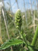 Knospen mit Blatt, Vir 06/2013