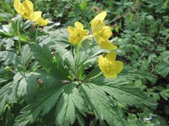 Hochblätter und Blüten, Regensburg Stadtpark 04/2013