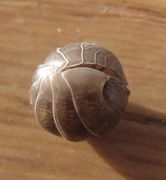 Bei Gefahr können sie sich einrollen und schützen die weiche Bauchseite, Vir 11/2012