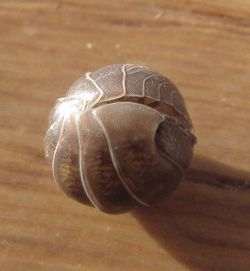 ArmaVul Vir 121113 3745 D.jpg