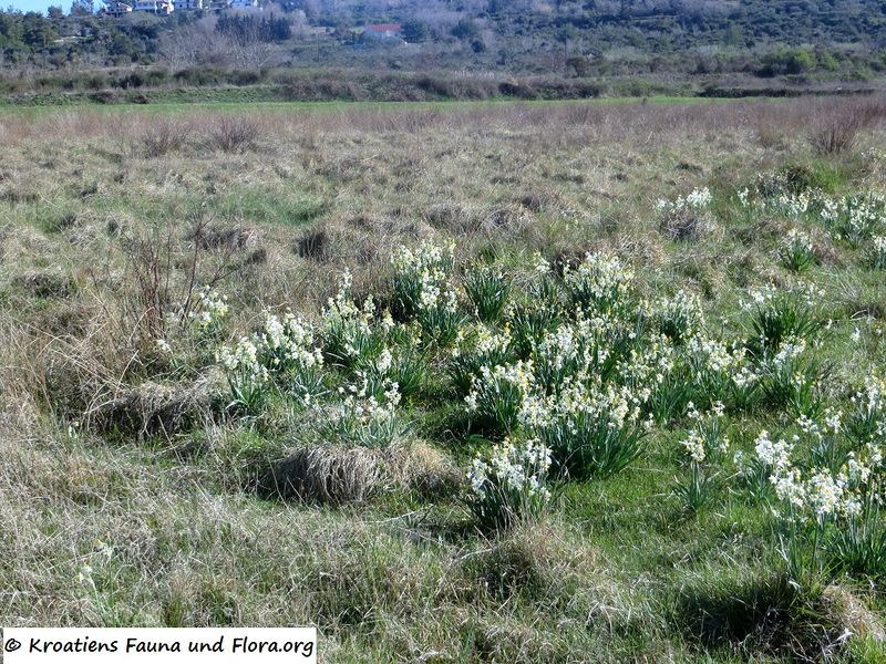 Datei:Narcissus tazetta Linné, 1753 Ljubač 170329 6985.jpg
