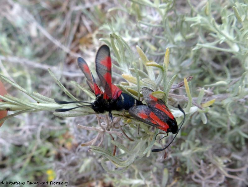 Datei:Zygaena romeo Duponchel, 1835 Vir 200520 734.JPG