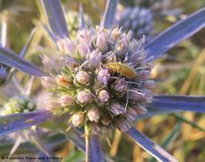 Auf Eryngium amethystinum Linné, 1753 - Stahlblauer Mannstreu, modri kotrljan, Vir 07/2018