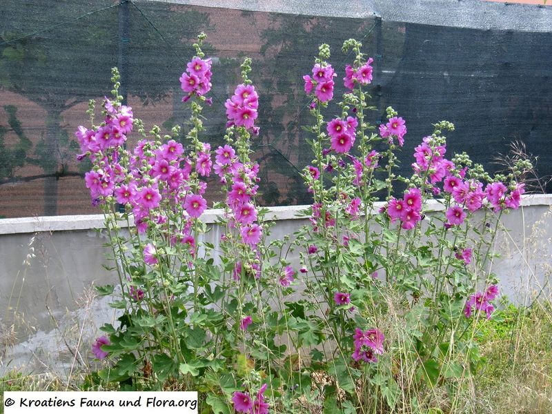 Datei:Alcea rosea Linné, 1753 Vir 150620 1193.jpg