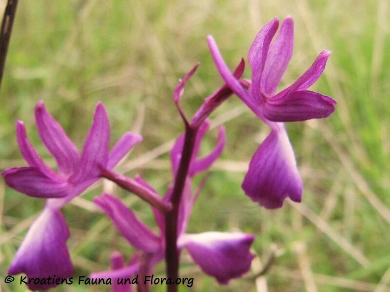 Datei:Anacamptis laxiflora Priv 170503 7397.jpg