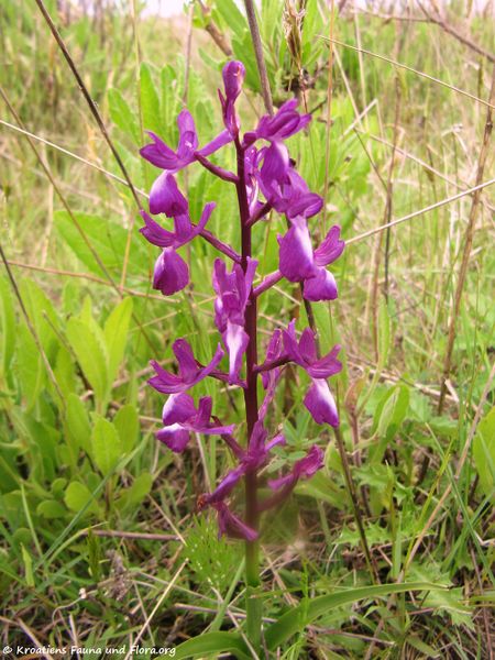 Datei:Anacamptis laxiflora Priv 170503 7398.jpg