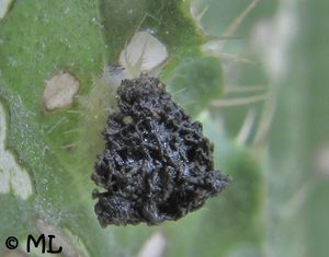 CassRub Steinb See 130711 3114dd.jpg