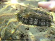 Chiton (Rhyssoplax) olivaceus Spengler, 1797 - Grüne Käferschnecke, babuška. Fundort: Vir 09/2012, Meerestier