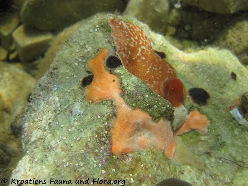 Datei:DidemComm Vir 130613 2873.jpg